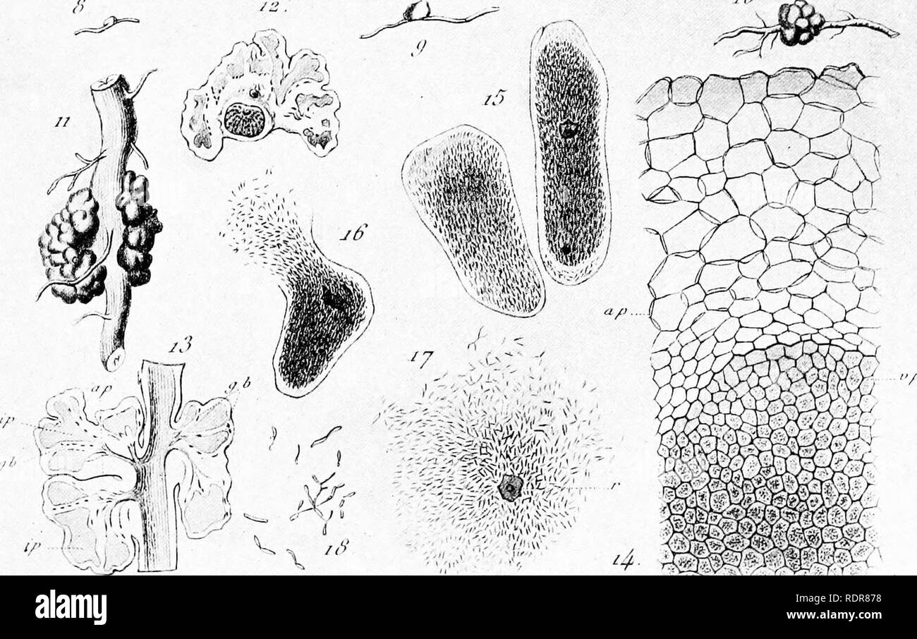 . Bacteria in relation to plant diseases. Bacteriology; Plant diseases. ROOT-NODULES OF leguminosae;. lOI Did they obtain it from combined nitrogen present in the air? To settle this question, peas were grown under bell-jars in washed air, i.e., in air from which all the nitric acid and ammonia had been removed, and the growth was just as good as in the unwashed air. Growth was also good on nitrogen-free soil in a closed space in a limited volume of air which could have offered to the plants only a trace of combined nitrogen (fig. 32). The conclusion, therefore, appeared to be irresistible tha Stock Photo