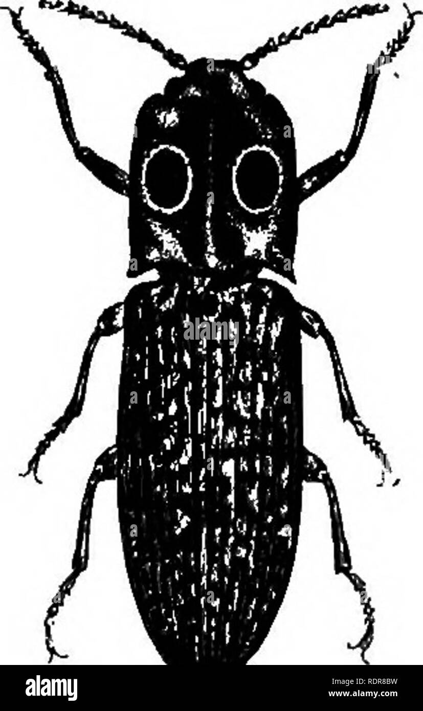 . A treatise on some of the insects injurious to vegetation . Insect pests. 54 COLEOPTEKA. Kg. 27.. The largest of our spring-beetles is the Mater (Alms) oculatus of Linnaeus (Fig. 27). It is of a black color ; the thorax is oblong- square, and nearly one third the length of the whole body, covered above with a whitish powder, and with a large oval velvet-black spot, like an eye, on each side of the middle, from which the in- sect derives its name, oculatus, or eyed; the wing-covers are marked with slen- der longitudinal impressed lines, and are sprinkled with numerous white dots ; the under-s Stock Photo