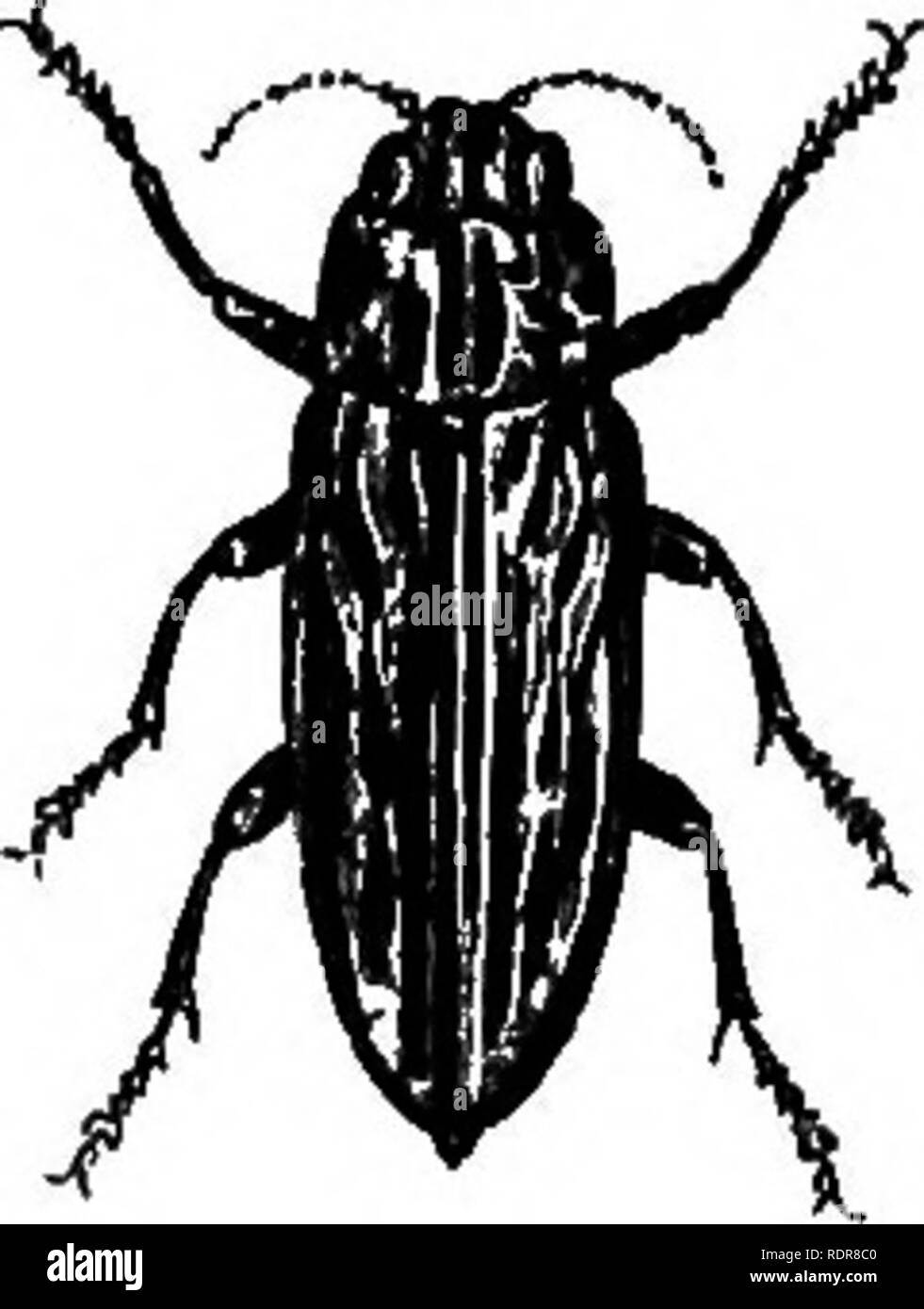 Vigorous Insect Coleoptera larva Black and White Stock Photos & Images - Alamy