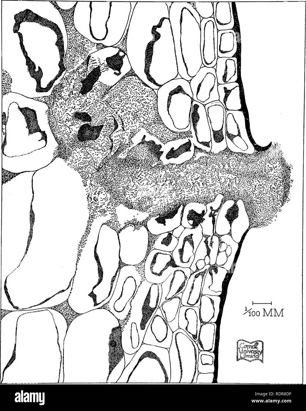. Bacteria in relation to plant diseases. Bacteriology; Plant diseases. PLANT BACTERIA, VOL. 2, PLATE 4.. Bacterium pruni. Vertical section through a small spot on a green plum 14 days from date of infection, i. e., before tissues have begun to collapse, showing tissue lifted, stoma disrupted, and bacteria oozing to surface. One of the sprayed plums at Takoma Park, Md. Slide 308 E 19. For an earlier stage of infection, see vol. I, fig. 70.. Please note that these images are extracted from scanned page images that may have been digitally enhanced for readability - coloration and appearance of t Stock Photo