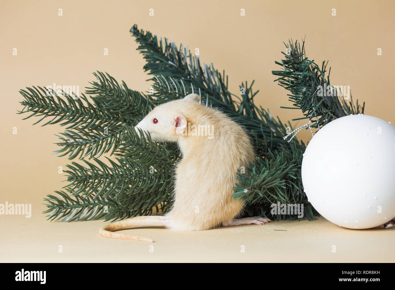 The rat is a symbol Of the new year 2020. Decorative Rat breed Husky sits on the branches of an artificial Christmas tree Stock Photo