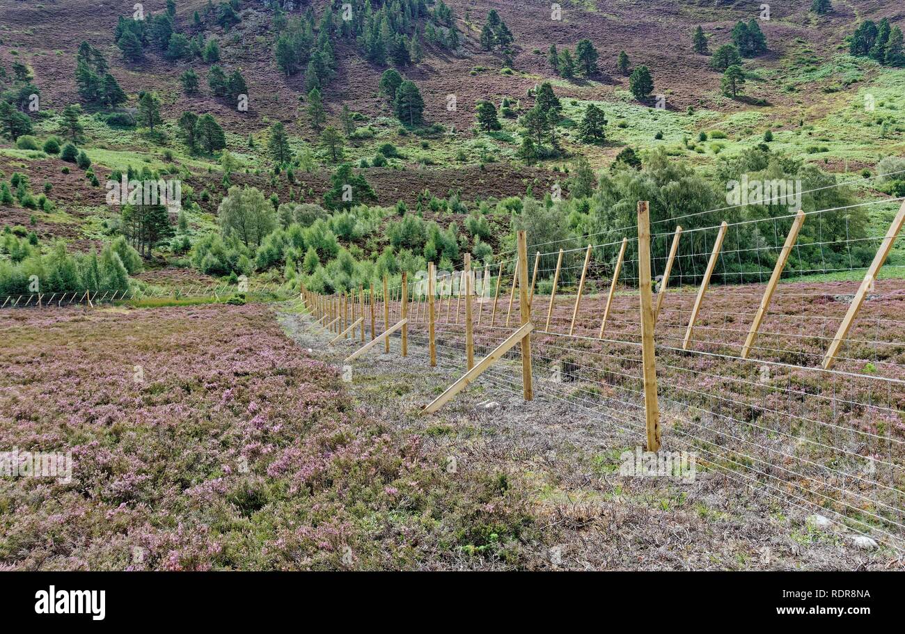 New deer fence erected to protect newly planted native trees on