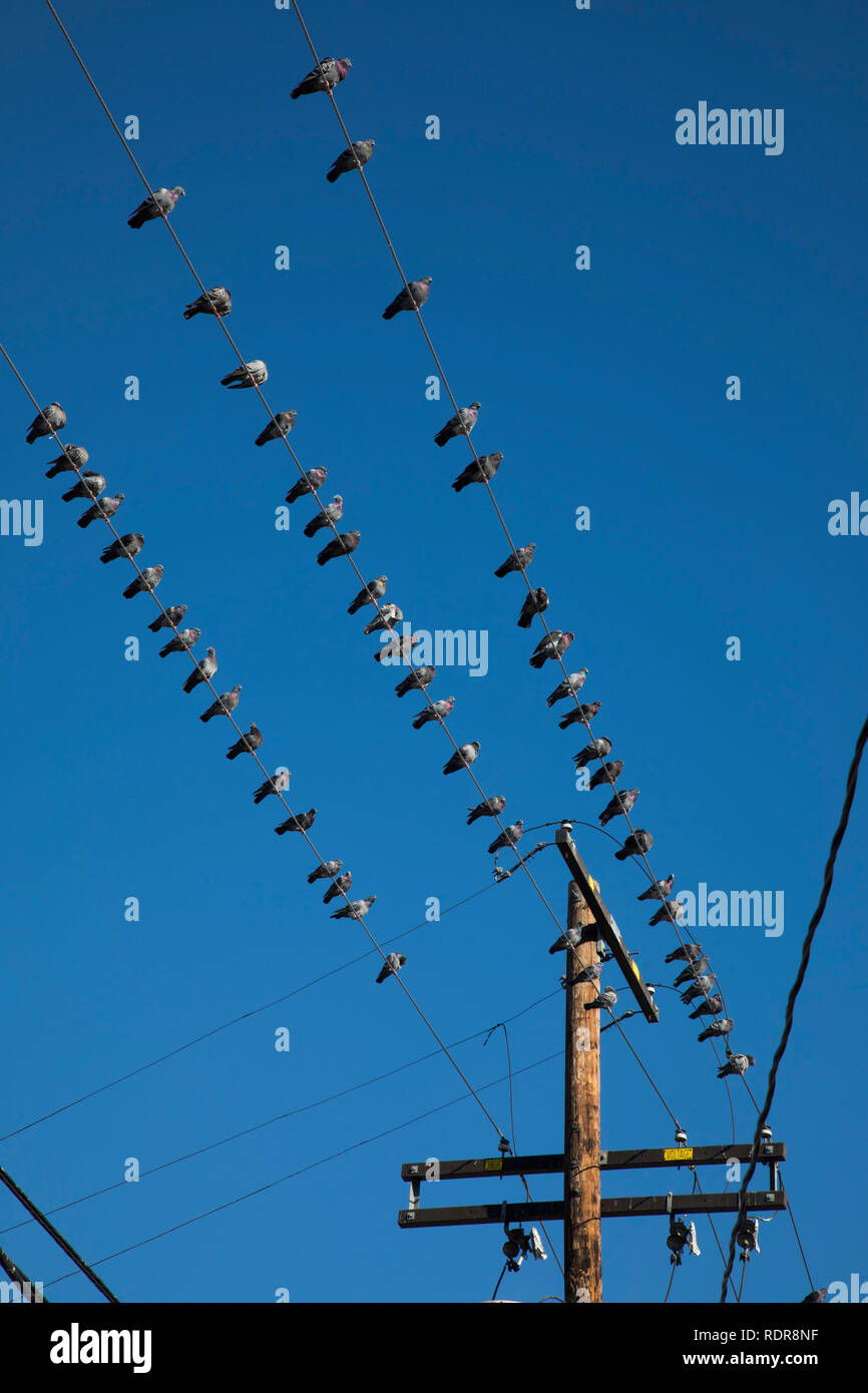 Birds On Power Lines High Resolution Stock Photography and Images Alamy