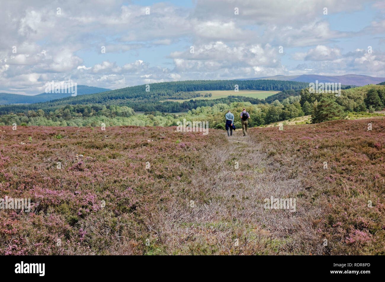 Scottish heather moor hires stock photography and images Alamy