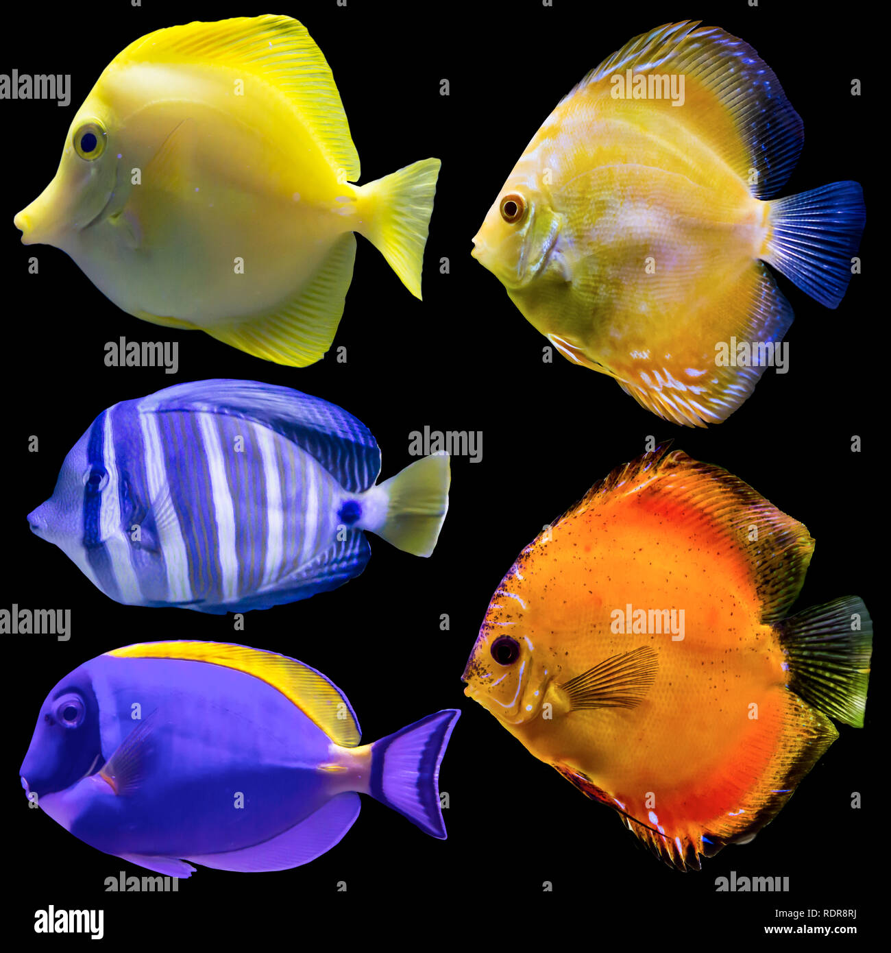 Five aquarium fish. Isolated photo on black background. Website about ...