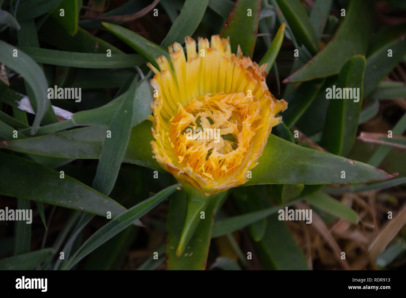 Flowers of New Zealand Stock Photo Alamy