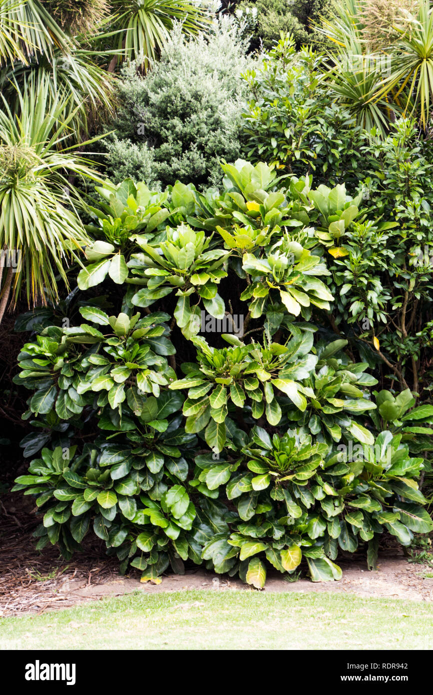 Tropical Plants of New Zealand Stock Photo Alamy