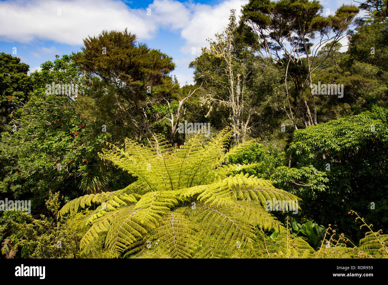 New zealand ferns hi-res stock photography and images - Alamy