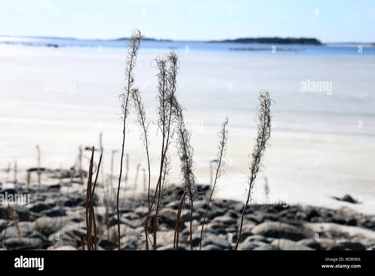 Dried sea plants hi-res stock photography and images - Alamy