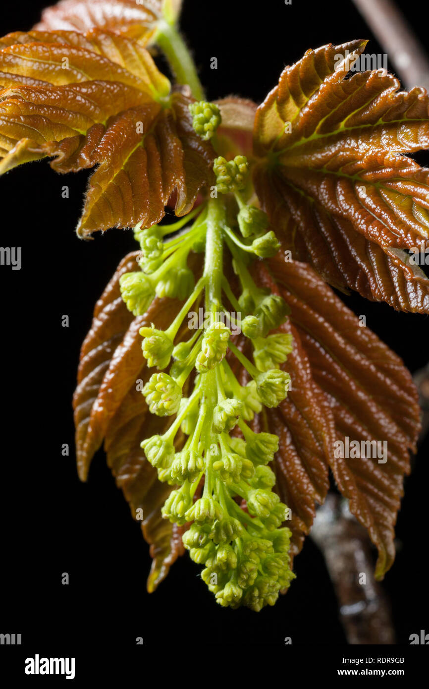 Unopened flowers growing on a Sycamore tree branch, Acer pseudoplatanus, photographed in a studio on a black background. North Dorset England UK GB Stock Photo