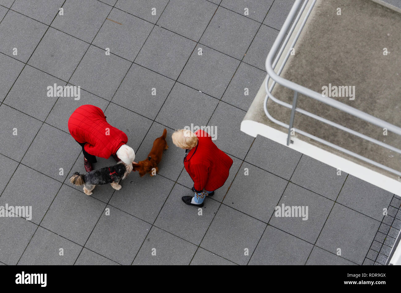 GERMANY, Dessau - Rosslau, Bauhaus, two ladies meet with dogs Stock Photo