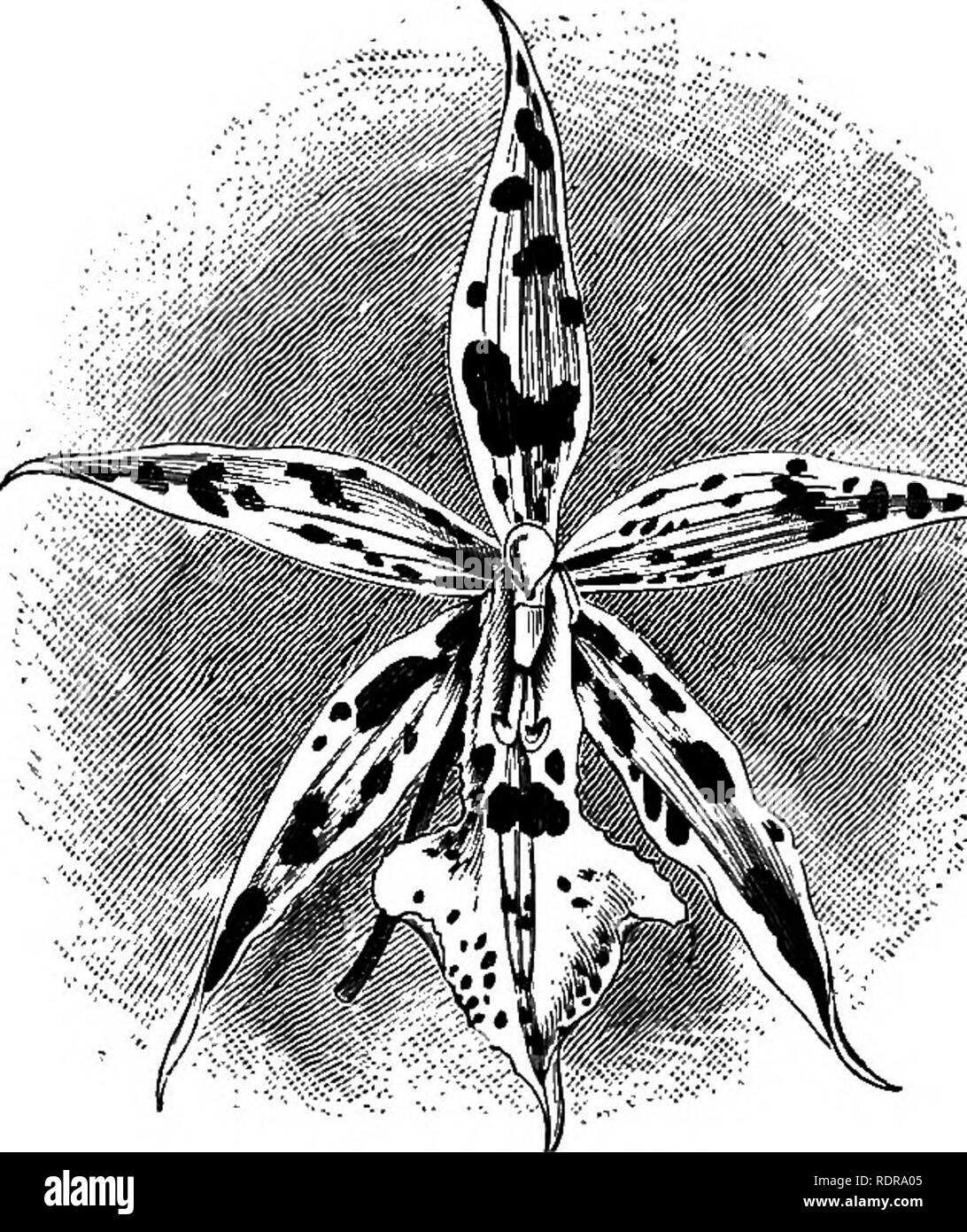 . The orchid-grower's manual, containing descriptions of the best species and varieties of orchidaceous plants in cultivation ... Orchids. ODONTOGLOSSUM. 541 become suffused over their whole surface; the lip is pandurate cuspidate serrate, yellow with two or three reddish-brown spots, and a bifurcate callus as in 0. crispum. The lip is pointed as in 0. Andersonianum. It flowers during the summer months.—Neiv Grenada. Fig.—Lindcnia, iii. t. 128. O. BERGMANI, L. Lind.—This novelty was first flowered and exhibited by Mr. F. Bergman, gardener to Baron Alphonse de Eothsohild, Ferrieres, France, and Stock Photo