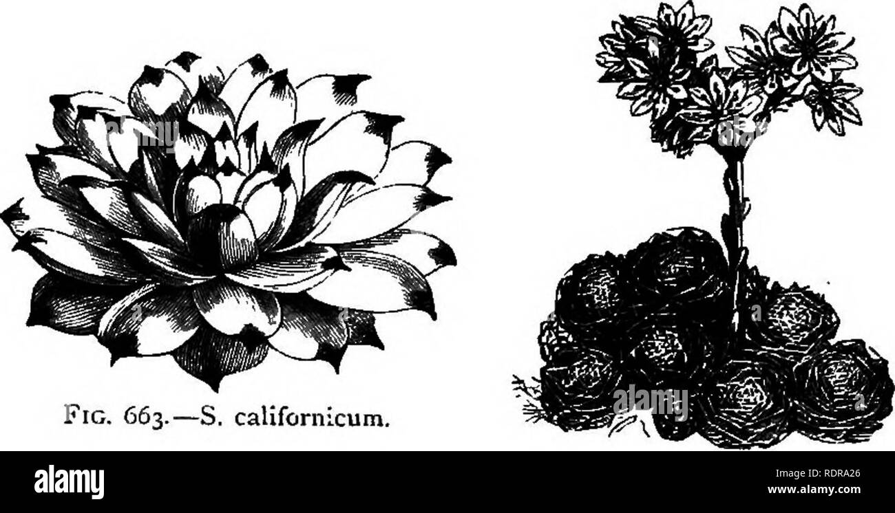 . My garden, its plan and culture together with a general description of its geology, botany, and natural history. Gardening. Fig. 663.—S. californicum. Fig 662.— Sempervivum montanum. Fig. 664.—S. arachnoideum. i&quot;. spinosum (fig. 665) is a very distinct, rare, and beautiful species. I procured my'&quot;specimens from Ware of Tottenham, a great cultivator of alpine plants, but I do not yet know whether it is hardy. Amongst kinds which require protection in winter may be mentioned S. tabulcBforme (fig. 666), a most remarkable plant, which has a flat, table-like aggregation of leaves. When  Stock Photo