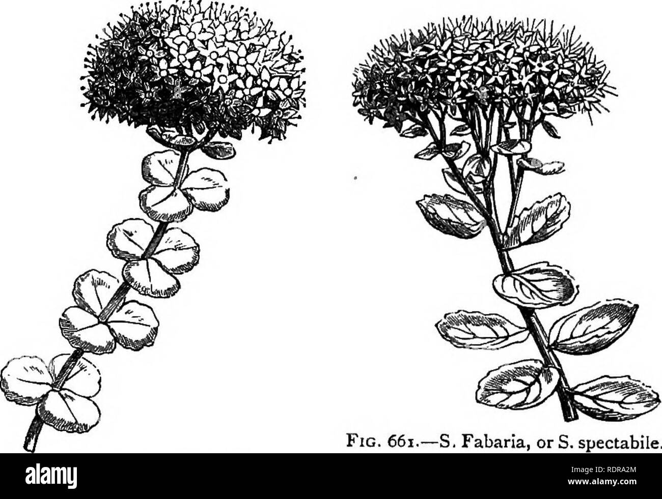 . My garden, its plan and culture together with a general description of its geology, botany, and natural history. Gardening. Fig. 659, —Sedum anglicum.. Fig. 661.—S. Fabaria, or S. spectabile. Fig. 660.—Sedum Sieboldii. as 5. Fabaria (fig. 661), freely sow themselves, so care must be taken that the coarser varieties do not propagate themselves to the destruction of the weaker. They grow well in fresh soil, but degenerate when they remain long in one situation. All the cultivation required is to prevent them from overrunning each other, or being overrun by other plants. In a plot of arid groun Stock Photo