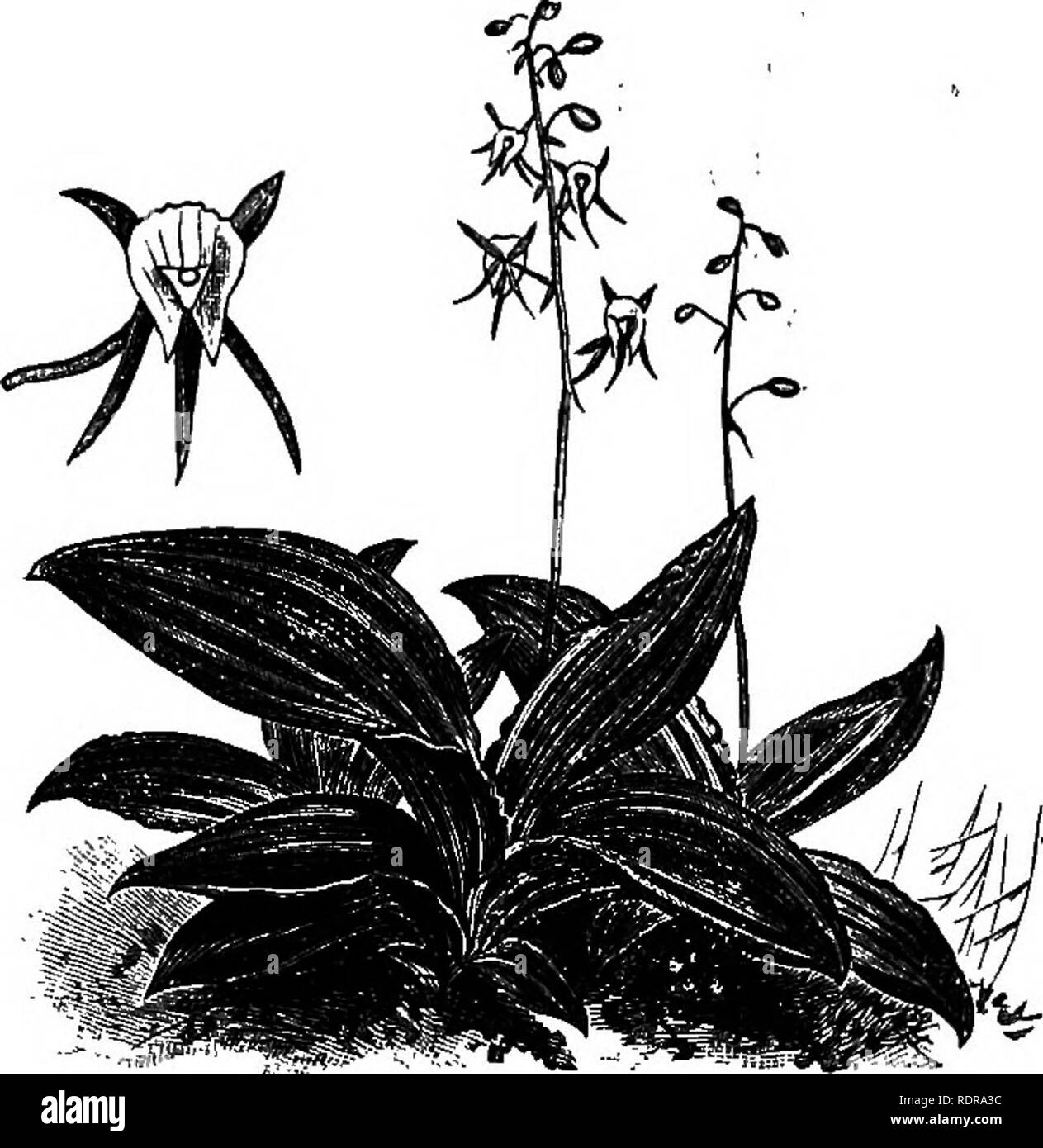 . The orchid-grower's manual, containing descriptions of the best species and varieties of orchidaceous plants in cultivation ... Orchids. MICROSTYLIS. 515 M. BELLA, Bchh.f.—A handsome plant with cylindrical pseudobulbs and large oblong leaves. The somewhat small flowers are produced in great numbers on each raceme; sepals and petals are pale purple-green at the extremities; the purple lip is furnished with very long auricles.—Malay Archipelago. FjQ.—Z'Zllust. Iloii., xxxiii. t. 181. M. CALOPHYLLA, Bclib. f.—A distinct and handsome species, with orna- mental foliage. The leaves are oval lanceo Stock Photo