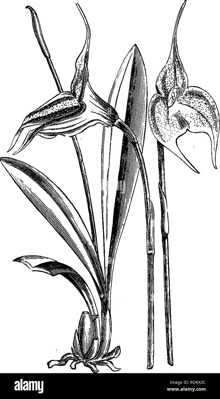 . The orchid-grower's manual, containing descriptions of the best species and varieties of orchidaceous plants in cultivation ... Orchids. 506 ORCHID-GROWERS MANUAL. but sometimes also flowers in April and May; it requires Very cool treatment. —Sigh MoimtaiTis of Peru. Fia.—Bot. Mag., t. 5739; Flore des Serres, t. 1803 ; Moral Mag., t. 481; Warner, Sel. Oreji. PI., ii. t. 33; Gard. Chron., 1871, p. 1421, f. 310 ; Id., N.S., xvi. p. 409, f. 79 A ; Puydt, Les Orcli., t. 25 ; Florist and Pom-., 1873, p. 169, with tab. ; Revue Sort. Beige, 1883, p. 25 (plate) ; Veiteh's Man. Orch. PL, v. p. 68 ; W Stock Photo