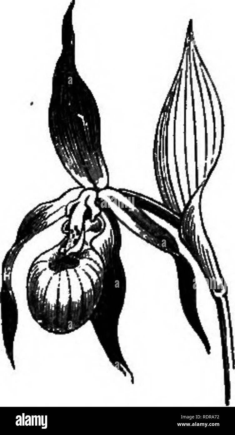 . My garden, its plan and culture together with a general description of its geology, botany, and natural history. Gardening. Fig. 617.—Cypripedium Calceoliis. Fig. 6j6.—Goodyera repens. When in Scotland in 1871, I found Goodyera repens^i^^. 616) in abundance, and brought home many plants. I also found consider- able quantities of the Listera cordaia in the valley of the Don. The Cypripedium Calceolus (fig. 617) is one of the most beautiful of our rare English flowers. It has never done well in my garden ; neither has the beautiful C. spectabile from North America ; but both are choice flowers Stock Photo