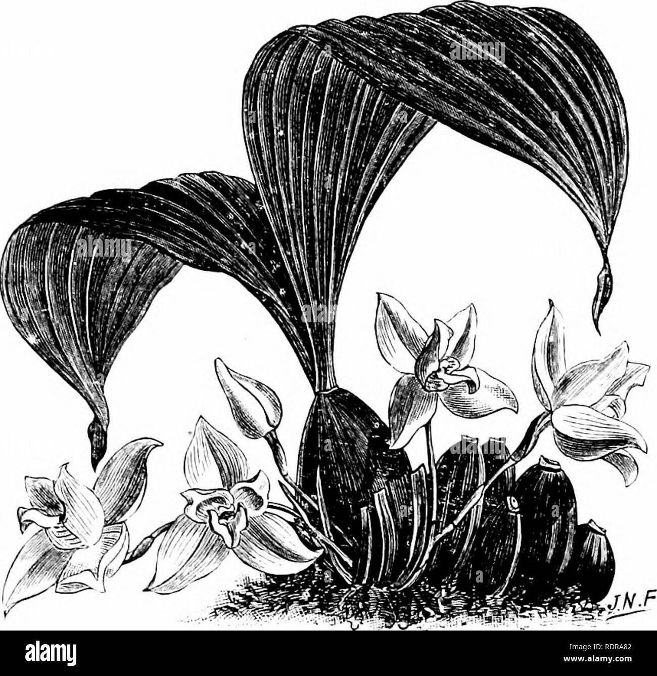 . The orchid-grower's manual, containing descriptions of the best species and varieties of orchidaceous plants in cultivation ... Orchids. LYCASTE. lb UK-hrs Vnvr; thr scap,. is produced from the base of the bulbs, bearin--a single timve,-, .seTeral scapes spriugiug irom tlie same bulb; sej.als and petals yeloAvusli-.vlnte; lip ^vh^tc. fringed at the sides. Flowers iu January an,l t cbruai-y.- - U. S. of f 'oJomhia. ââ 7/'''?â T&gt;',H'â ''â 'â '''&quot;â &quot;â *â ''-&quot;â &quot;''''''&quot;' -'&quot;&quot;&quot;&quot;â ^iibt. 384; Lh.,!,ua,.x.t.22o: J,.urâ Ij. 'irniil' s beinseudobullis a Stock Photo