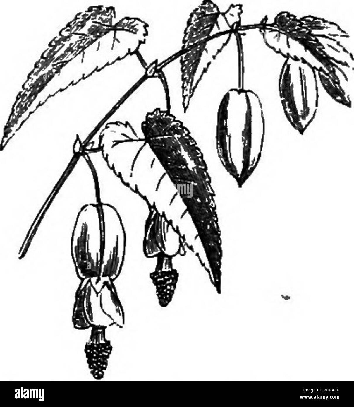 . My garden, its plan and culture together with a general description of its geology, botany, and natural history. Gardening. Fig. 603.—Stigmaphyllon ciliatum. Fig. 603 rt.—Hop, Fig. 604.—Abutilon vexillariuni. The Abutilon vexillariiim or A. Megapotamicum (fig. 604) is another showy climber, which produces abundance of flowers in the cool part of the fernery. The only care it requires is to keep the plant within reasonable dimensions. It is easily propagated by cuttings. We have grown at times many Thunbergias. The common-ones— the Thunbergia alata (fig. 600 a) and auran- tiaca, with their be Stock Photo