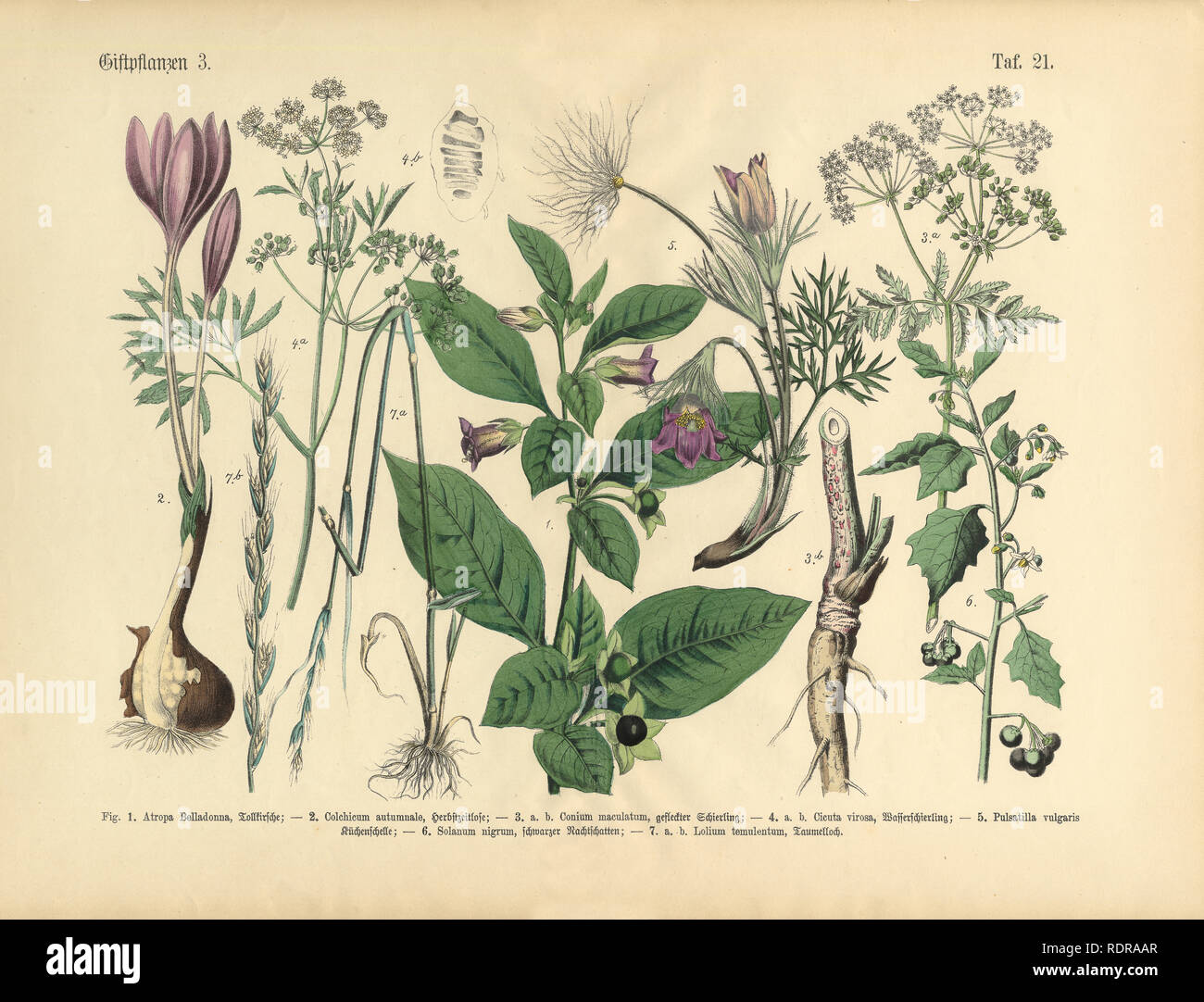Poisonous and Toxic Plants, Victorian Botanical Illustration Stock Photo
