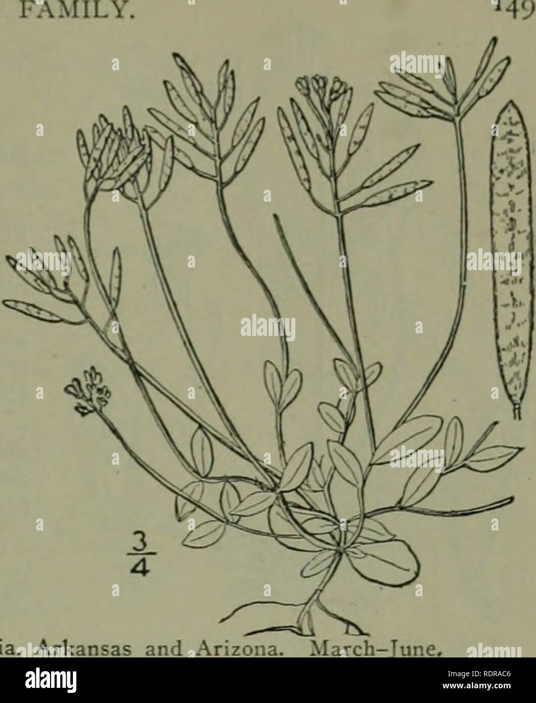 . An illustrated flora of the northern United States, Canada and the British possessions : from Newfoundland to the parallel of the southern boundary of Virginia and from the Atlantic Ocean westward to the 102nd meridian. Botany. MUSTARD FAMILY 2. Draba caroliniana Walt. Carolina Whitlow-grass. Fig. 1998. Draba caroliniana Walt. FI. Car. 174. 1788. Draba hispidula Michx. FI. Bor. Am. 2 : 28. 180^. Draba caroliniana micraniha A. Gray, Man. Ed. 5. 72. 1867. Draba micraniha Nutt.; T. &amp; G. FI. N. A. i: 109. 1838. Winter-annual, the flowering scapes 1-5' high from a short leafy stem. Leaves tuf Stock Photo