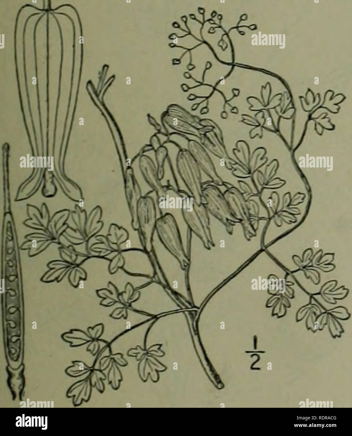 . An illustrated flora of the northern United States, Canada and the British possessions : from Newfoundland to the parallel of the southern boundary of Virginia and from the Atlantic Ocean westward to the 102nd meridian. Botany. Genus i. FUMEWORT FAMILY. 3, Bicuculla eximia (Ker) Millsp. Wild Bleeding-heart. Fig. 1987. Fumaria eximia Ker. Bot. Reg. i: fl. so. 1815. Diclytra eximia DC. Syst. 2: 109. 1821. Dicenira eximia Torr. FI. N. Y. i: 46. 1843. Bicuculla eximia Millsp. Bull. West Va. Agric. Exp. Sta. 2: 327. 1892. Glabrous, somewhat glaucous, weak, io'-2° high; rootstock scaly. Leaves all Stock Photo