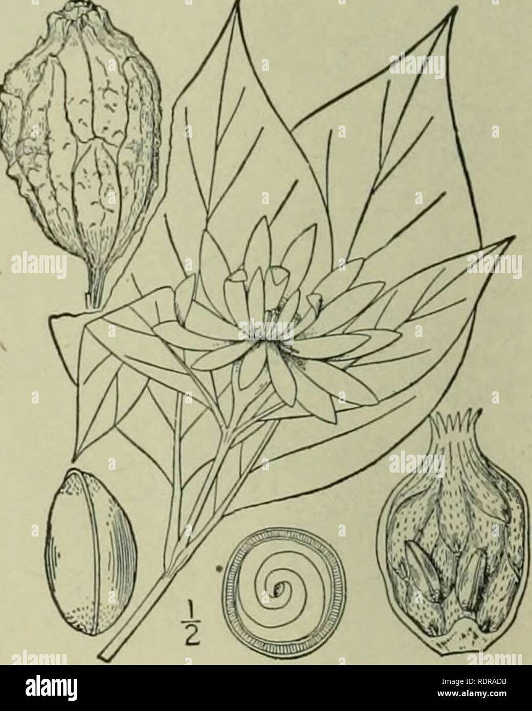 . An illustrated flora of the northern United States, Canada and the British possessions : from Newfoundland to the parallel of the southern boundary of Virginia and from the Atlantic Ocean westward to the 102nd meridian. Botany. I. Calycanthus floridus L. Hairy Strawberry- shrub. Fig. 1965. Calycanthus floridus L. Syst. Ed. 10. 1066. 1759. Bncltneria florida Kearney, Bull. Torr. Club 21: 175 A branching shrub, 2°-9° high, the branchlets and petioles pubescent. Leaves ovate or oval, acute or obtuse, narrowed at the base, soft-downy or pubes- cent beneath, rough above; flowers dark purple, abou Stock Photo