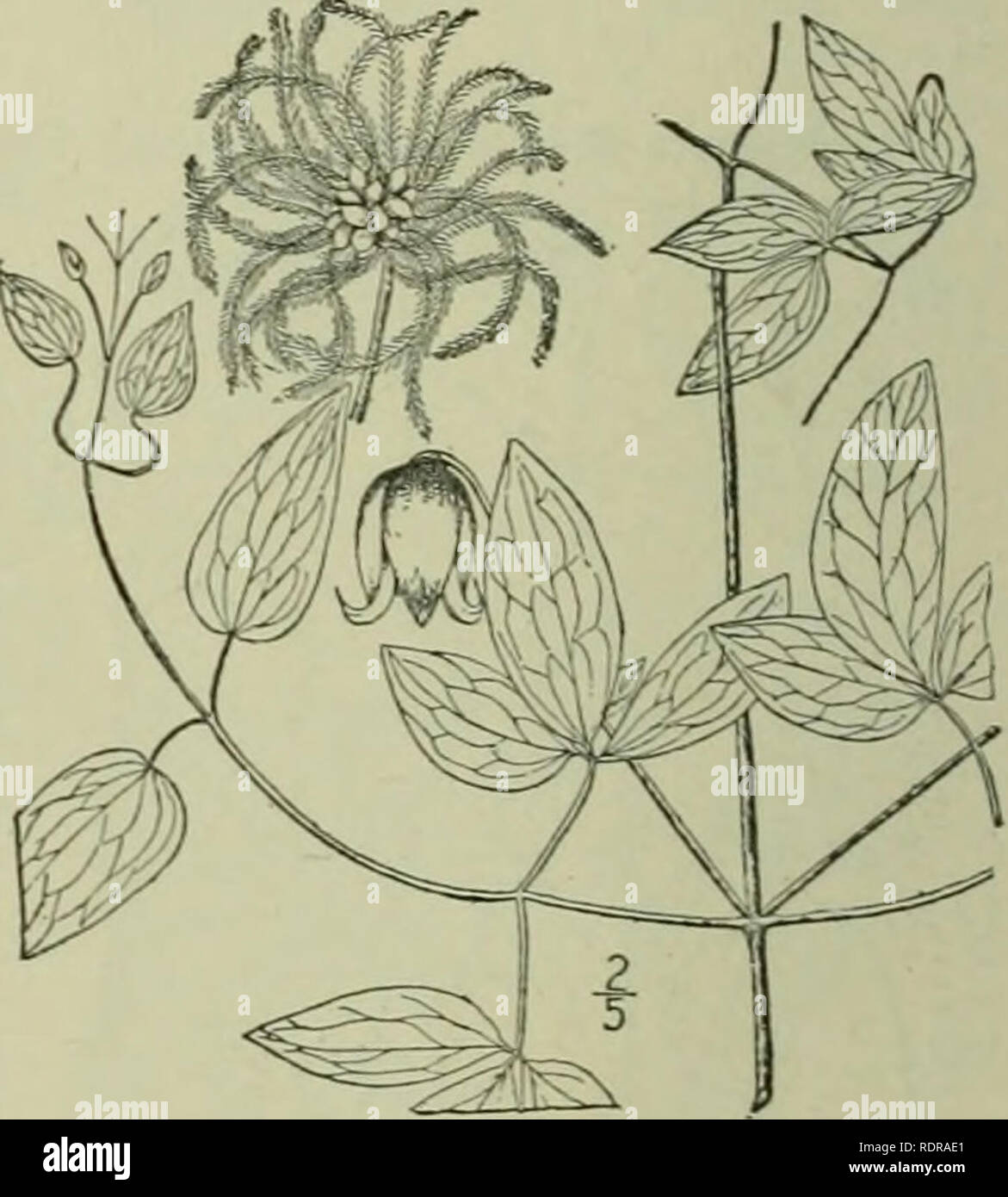 . An illustrated flora of the northern United States, Canada and the British possessions : from Newfoundland to the parallel of the southern boundary of Virginia and from the Atlantic Ocean westward to the 102nd meridian. Botany. 4. Viorna versicolor Small. Pale Leather- flower. Fig. 1947. Clematis icrsicolor Small; Britton, Man. 4^1. 1901. na 'â ersicolor Small. Fl. SE. U. S. 438. 1903. A branching vine, up to 12Â° long, glabrous or slightly pubescent below the nodes. Leaves pinnate, slender-petioled; leaflets firm, apiculate, oblong to ovate-lanceolate, Â¥-3' long, conspicuously reticulate,  Stock Photo