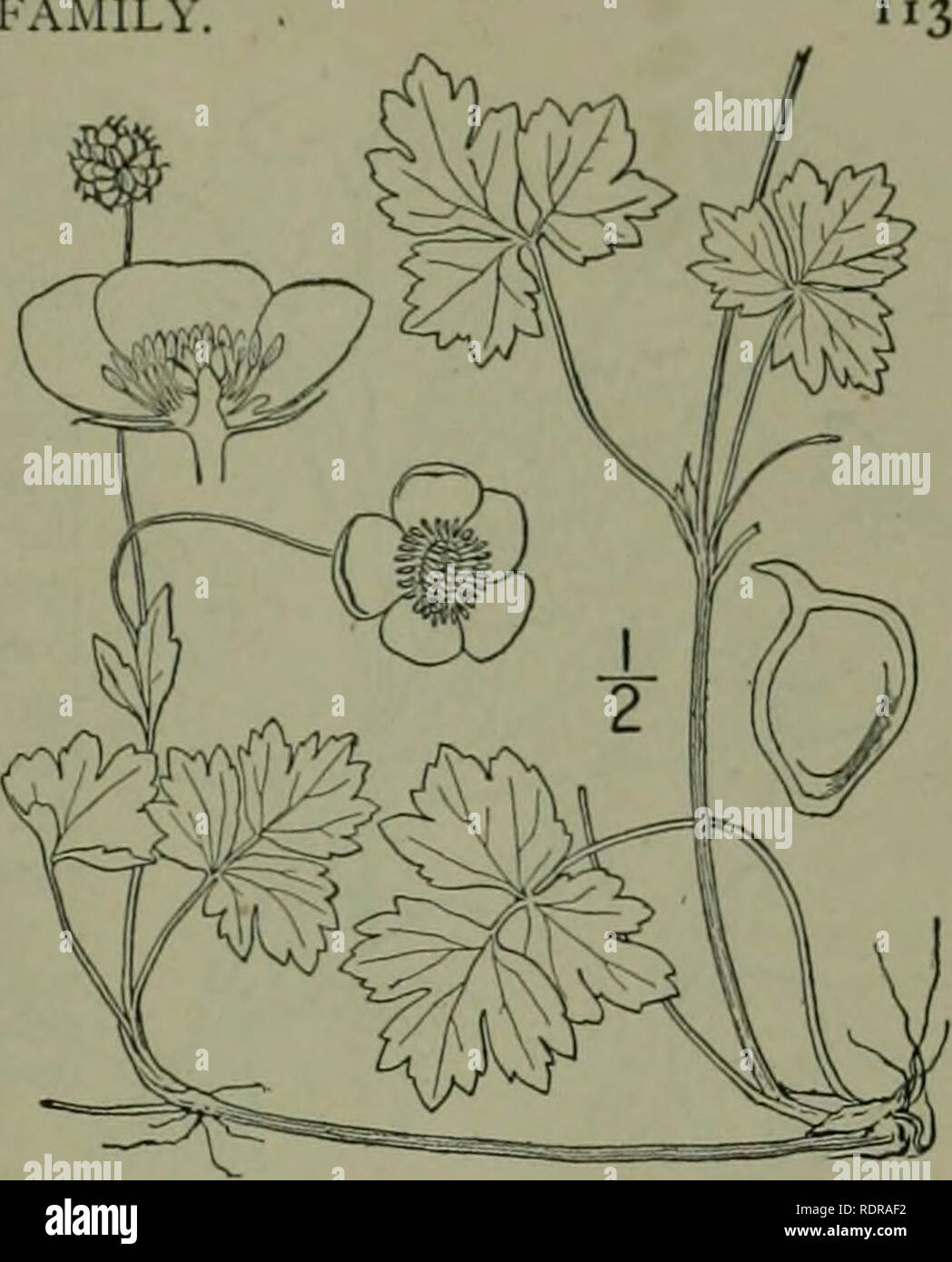 . An illustrated flora of the northern United States, Canada and the British possessions : from Newfoundland to the parallel of the southern boundary of Virginia and from the Atlantic Ocean westward to the 102nd meridian. Botany. CROWFOOT FAMILY 25. Ranunculus repens L. Creeping Buttercup. Gold-balls. Fig. 1919. Ranunculus repens L. Sp. PI. 554. 1753. R. Clintoni Beck, Bot. N. &amp; Mid. States 9. 1833. Generally hairy, sometimes only slightly so, spreading by runners and forming large patches. Leaves petioled, 3-divided, the ter- minal division, or all three stalked, all ovate, cuneate or tru Stock Photo