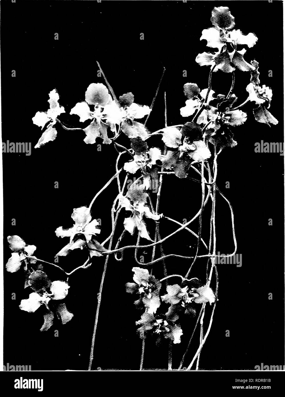. Orchids: their culture and management. Orchids. Fig. 13G. Flowers of On'cidium macranthum (much reduced).. Please note that these images are extracted from scanned page images that may have been digitally enhanced for readability - coloration and appearance of these illustrations may not perfectly resemble the original work.. Watson, William, 1858-1925; Chapman, H. J. , ed. London, L. U. Gill; New York, C. Scribner's sons Stock Photo