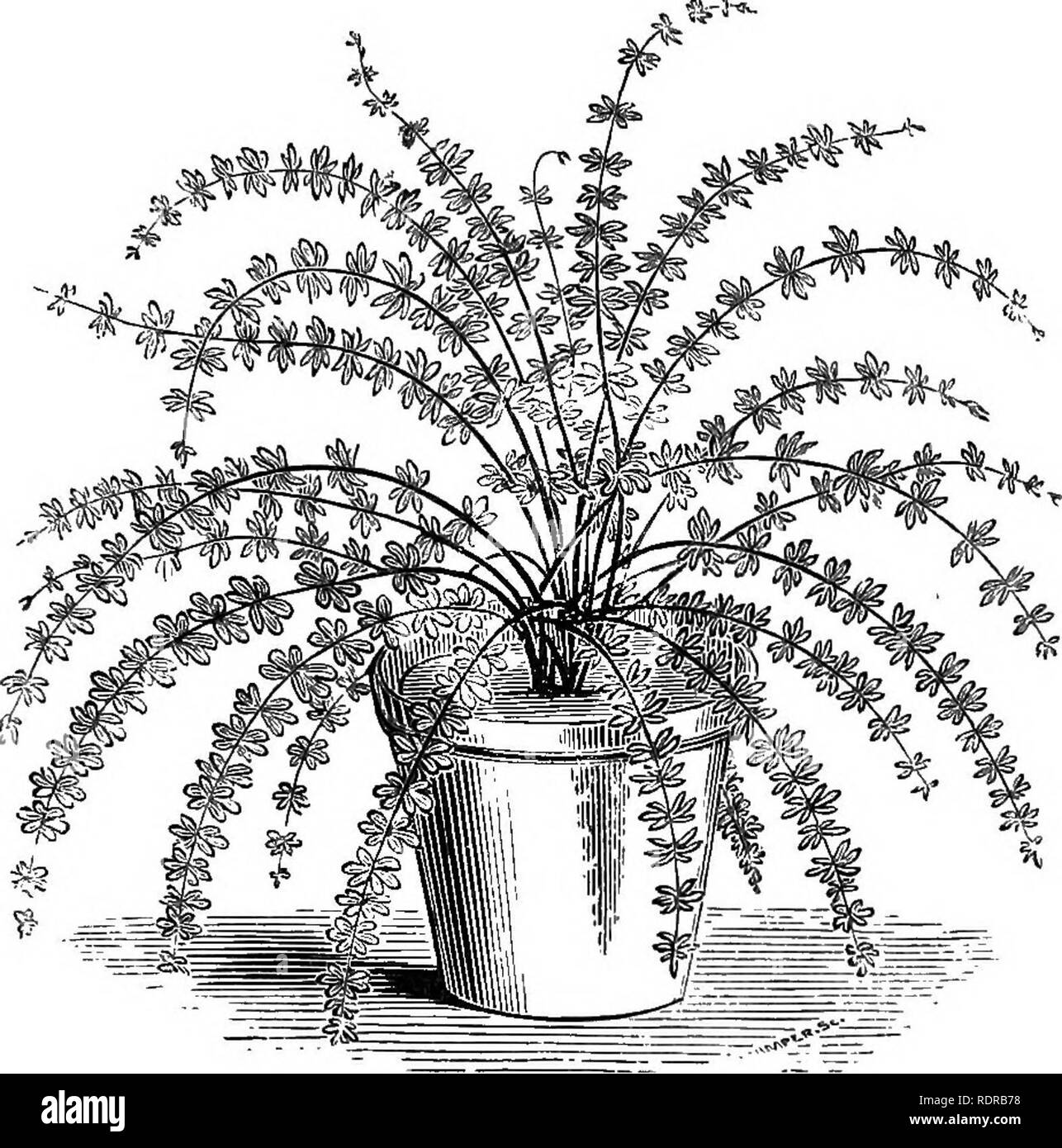 . The fern garden: how to make, keep, and enjoy it; or, Fern culture made easy. Ferns. Management of Fern Cases. G3 proliferum, S. v. ramosum, S. v. Wardii,* Woodsia alpina (deciduous), Woodsia ilvensis * (deciduous).— Exotic—Camptosorus rbizophyllus,* Lomaria alpina,* Acrophorus hispidus, Adiantum setulosum,* Asplenium flabellifolium,* Asplenium attenuatum,* Asplenium brachypteron, Asplenium nitidum,* Asplenium obtusa- tum, Asplenium pumilum, Asplenium pinnatifidum, Blechnum intermedium,* Campyloneurum caespitosum, Diplazium plantagineum, Davallia decora, Elapbo- glossum brevipes,* Gymnopteri Stock Photo