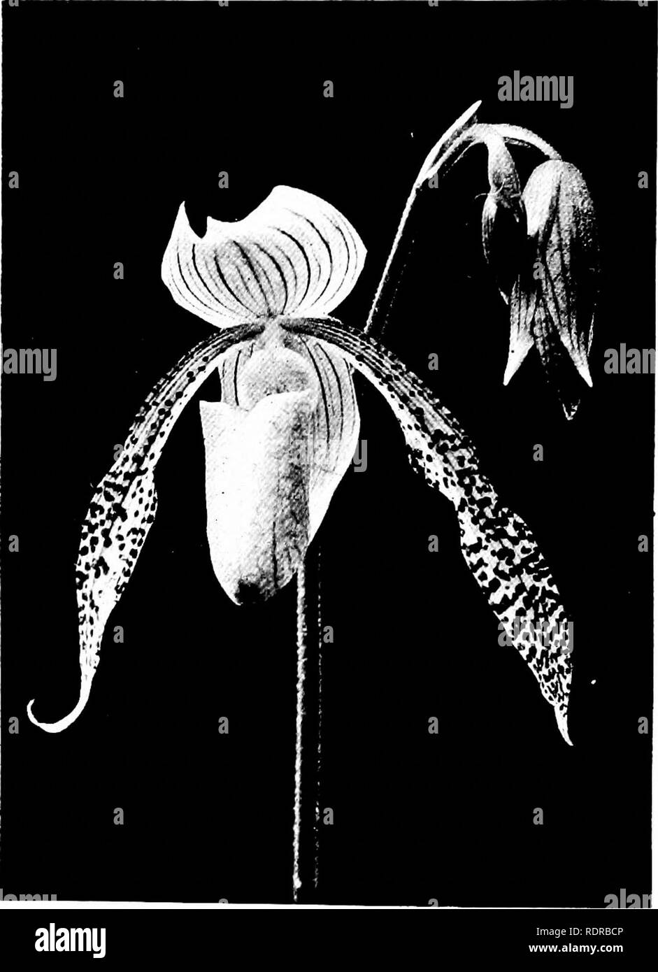 . Orchids: their culture and management. Orchids. ORCHIDS Cypripedium. Ulaynaniii piirpin-atum and Spicciianuni (Sander;. Aleasuresic? supt'i-Jjicns and beUatiiluiu (Sander). MeasitresiajiKui Tillosian and TeniLstum {Williams}. Medea S vn. Ceres. medium Druryi and SalUeri (Ifye). Meirax I'e.'iiistiim and harhatuni (Williams).. Fig. 58. P'lower of Cvpripediuii Morgani.e (much reduced). lilelanophihahmini barhatum and veniistitm 1 Williams). melanthum Hookera and Stonei (X'eitch). Meleona ,Syn. Madame Jiilei hye. Memoria Mvenni .... Spicerianiim and unknown, probably hirnitissimum (Moens). Merop Stock Photo