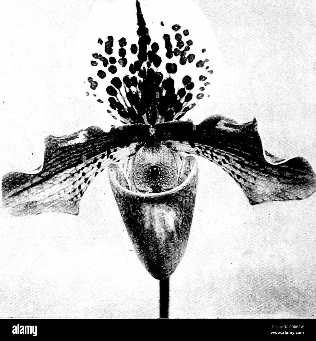 . Orchids: their culture and management. Orchids. l82 ORCHIDS Gypripedium. Hifchingsir Clmrlesworthii and iiisigne (Hitchings). Hobsoiiii philippiiu-nse and callosum (Hollington) HiiUidavamun concuhir and almiim (Sander). Flookerii-'W'itcliii .... HooktTiS and supt'rbii'us (Williams). Hornci'LL Syn. Cyris. Plorniauiiin siiperhiens and Spiceriauuin (Sander). HiirycJUanuin Argits and Ciirtisii (Pitcher). PP„,,J,,-...-hfc;^„,,,„ Sir, n.;-,T '':--S5. Fig. 55. Flowkr of Cvpiupkuium Hera (nat. size). hybrijiim 'rillosinn and harbatiiin. -^&quot;A''&lt;' JJayniiiuii anil villosiuii (Wrigley). rAnsKii Stock Photo