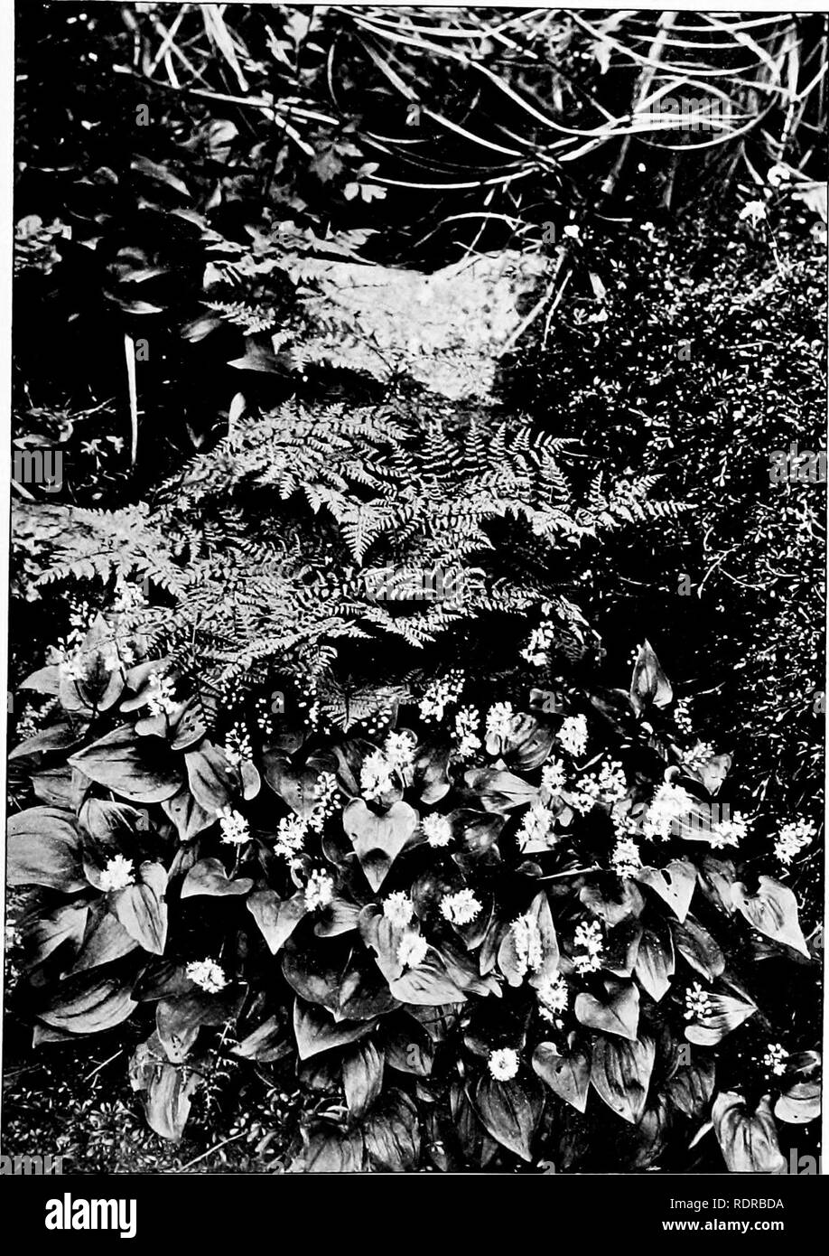 . Alpines and bog-plants. Mountain plants; Bogs; Rock gardens. CySTOPTERIS MONTANA AND MaKAXTHEMUM BIFOLIUM I. THE Old Garden.. Please note that these images are extracted from scanned page images that may have been digitally enhanced for readability - coloration and appearance of these illustrations may not perfectly resemble the original work.. Farrer, Reginald John, 1880-1920. London, E. Arnold Stock Photo