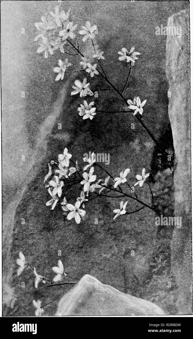 . Alpines and bog-plants. Mountain plants; Bogs; Rock gardens. &quot;Children of the Mist.'' Saxifraga Burnati and Saxifraga cochlearis.. Please note that these images are extracted from scanned page images that may have been digitally enhanced for readability - coloration and appearance of these illustrations may not perfectly resemble the original work.. Farrer, Reginald John, 1880-1920. London, E. Arnold Stock Photo