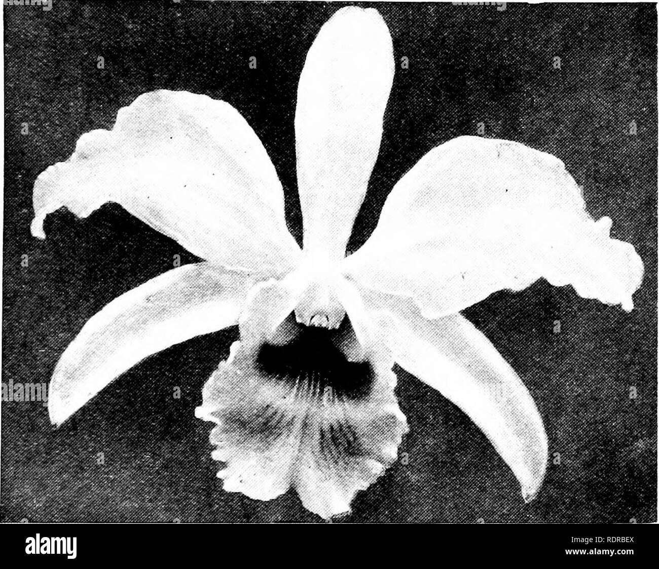 . Orchids: their culture and management. Orchids. AND THEIR MANAGEMENT. 109 Cattleija. Manglesii Luddcmanniana and LodJigisii (Veitcli). Maiitinu Bincriiigiaiia and Do7L'iaim aitrea (Mantin) Jfariu-. /ossia- and Farhesii (jSIantin). Marianna: Syn. Banvi S,hrah-r. Alaronu vcliitina and Do-t}iana aiirea (Maron). AJari-iotticr Eldorado and Warscni'uzii(xixo.i). ''-&quot;&quot;&quot;â *&quot; La'.orenoiana and labiata %n. Miss U'/lliaiiis. maxiino-Gaskelliana maxima and Caskelliaiia (Miller).. Fig. 33. Flower of C,tti.eya mollls (much reduced). Melpomene Meiidellii and Forhesii (Veitch). Me Stock Photo