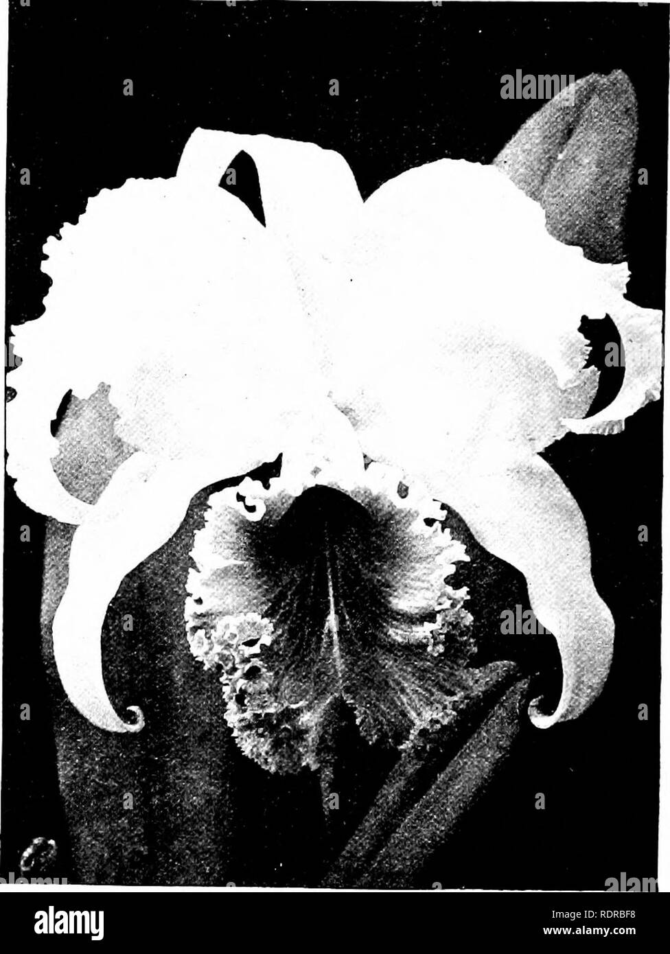 . Orchids: their culture and management. Orchids. lOO ORCHIDS Cattleya. C. maxima (Li/icf/.).—A useful species, producing several of its fine flowers upon one spike in November. The blossoms are 5in. across, rose-coloured throughout, of a pale hue when they first expand, gradually becoming darker ; the lip, which is very large, is almost white, beautifully ornamented with dark purplish- crimson veins, and streaked in the centre Avith orange-colour.. Fill. 30. P'ljiWER OF Cattleva ^Mendellh (mtich reduced). The pseudo-bulbs are slender, about ift. long, one-leaved, the leaves from 6in. to loin. Stock Photo