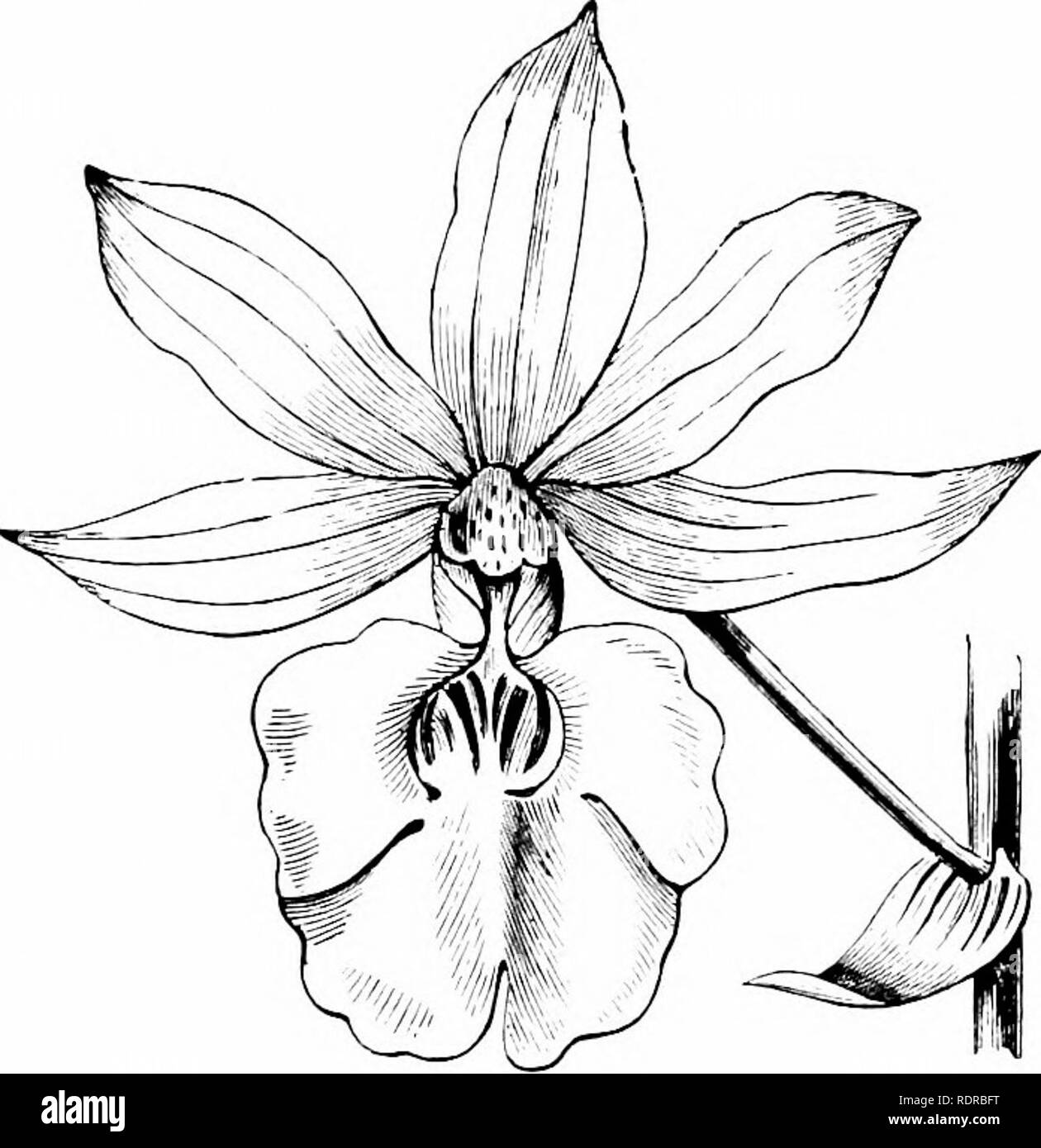 . Orchids: their culture and management. Orchids. AND THEIR MANAGEMENT. 8i Galanthe. porpliyna labrosior and vestita rubro-ocidata (Lawrence), revertfiis unrecorded (Lawrence), RolUnsoni vcratrifolia and Masuca. Sandhui-stia)ia rosea and vestita ruiro-oculata (Lawrence). sanguinaria vestita and Veitehii (Lawrence). Sedenii Teite/iii and -vestita ruiro-oeiilata (Veitch). Sibvl. 7'estita nibro-oenlata and rosea (Cookson)^ splendens rosea and Bryan (Cookson).. Fig. 25. Flower of Cal.^nihe Veitchii (nat. size). Veitehii (Fig. 25) ... .rosea and vestita (Veitch). versicolor unrecorded (Lawrence). V Stock Photo