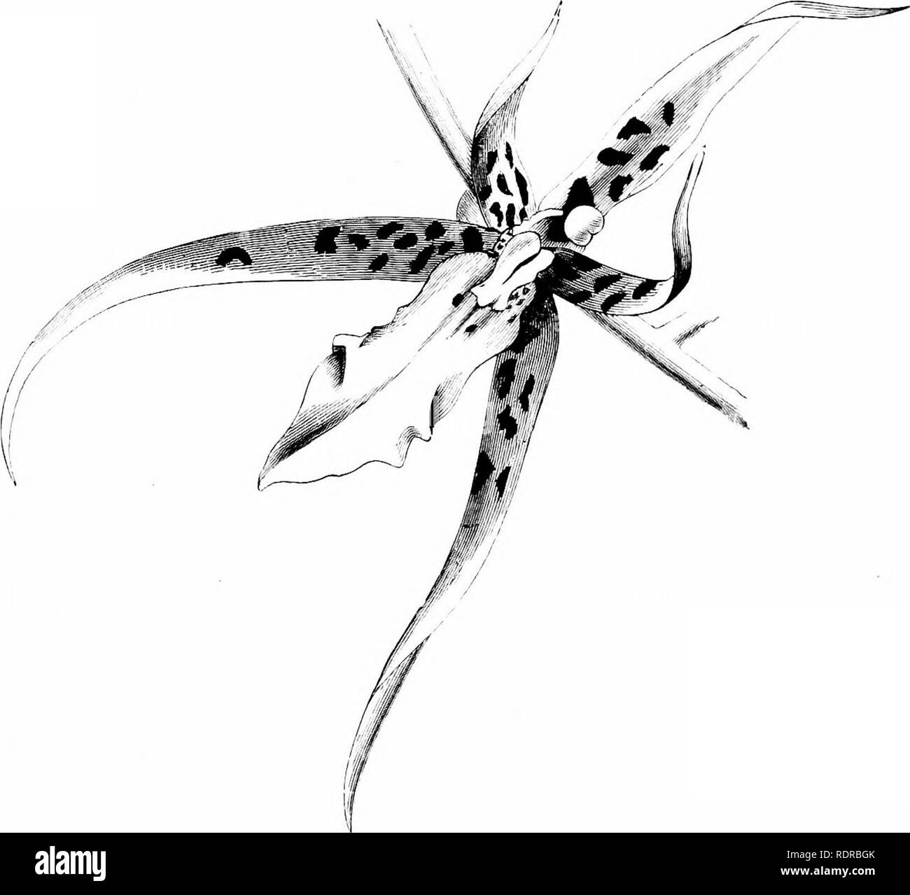 . Orchids: their culture and management. Orchids. AXD THEIR MANAGEMENT. 69 Brassia. two or three weeks ; they are produced in summer. It is a native of Surinam, whence it was introduced by Mr. J. H. Lance, in 1843. (Fig. 20; B. M., t. 3577-) Var. macrostachya. — A very large-flowered form, the sepals being nearly 5in. in length. Var. pumila. — In this the sepals are pale yellow, without spots or markings, and the petals are of the same colour, but tinged with purple near the base.. Fig. 20.—Flower of Brassia Laxceana (I nat. size). B. Lawrenceana {LindL).—Though often confounded with B. Lancea Stock Photo