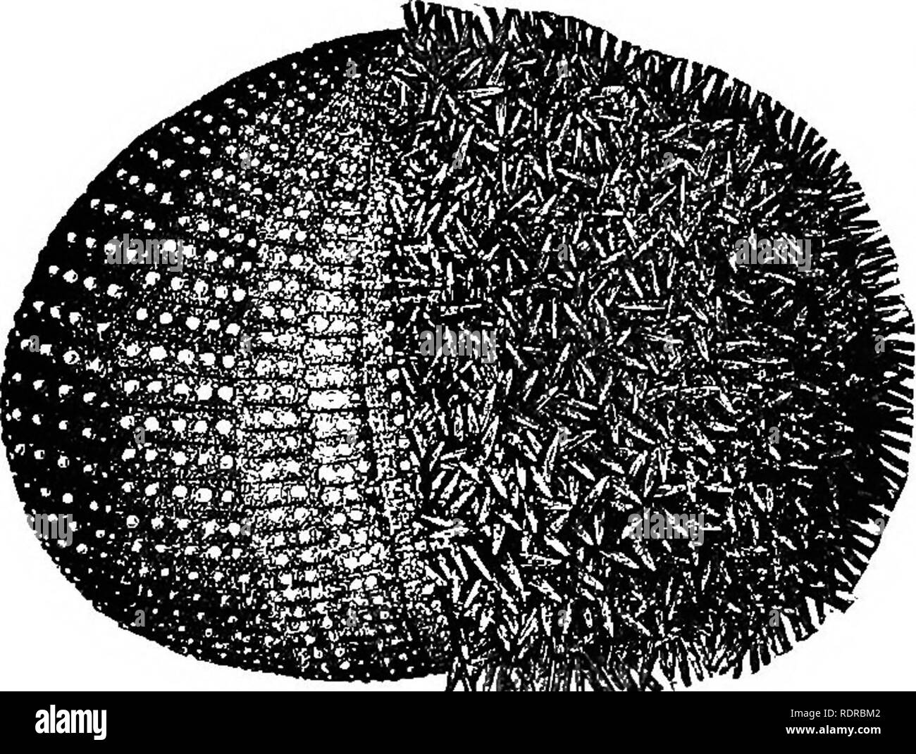 . Fourteen weeks in zoology. Zoology. 260 SUBKIN^GDOM ECHINODERMATA. CLASS II. ECHINOIDEA. General Characteristics.—The Echin like) are covered with spines, raoved by the Fig. 14,5.. EcKirms sp/itera. Sea Urchin. Spines remoyed from left half. to move over the rocks (pediciUanm), each ending in forceps, apparently for pre- hension and for rid- ding the animal of parasites. The mouth is armed with fi V e sharp teeth, which con- tinually wear upon one another, but, * A fnll-sfTown Urchin may have five hundred plates, four thousand spines, and perhaps two thousand suckers. Mingled with the oids ( Stock Photo
