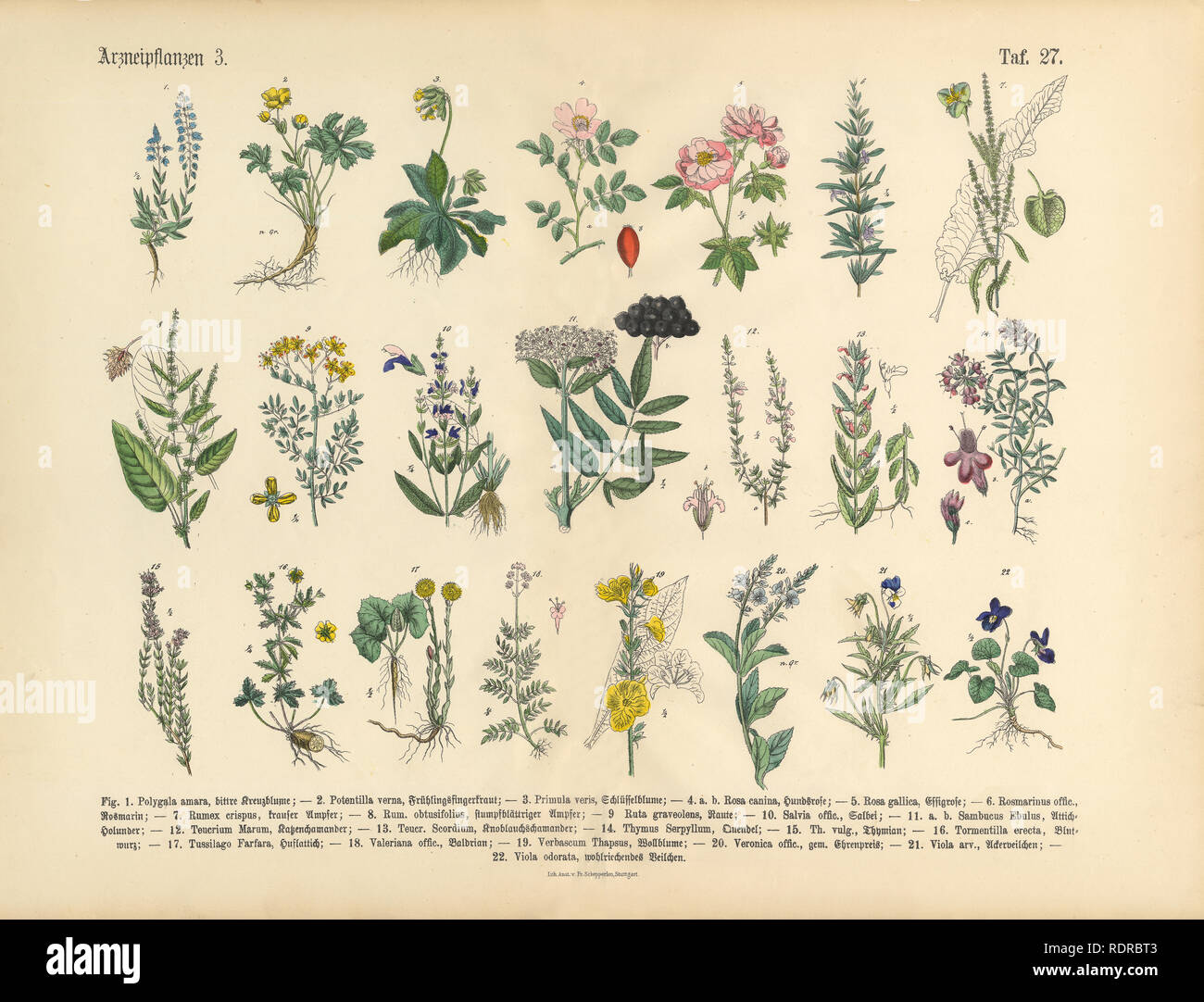 Medicinal and Herbal Plants, Victorian Botanical Illustration Stock Photo