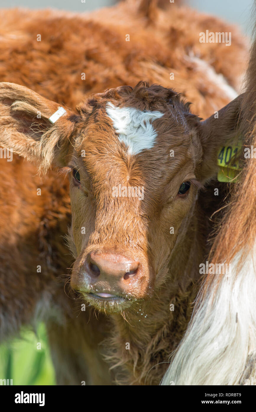 Calf head portrait. Taking a breath whilst suckling from mother alongside. Suckler herd. Beef production. Grass available for grazing much of the year Stock Photo