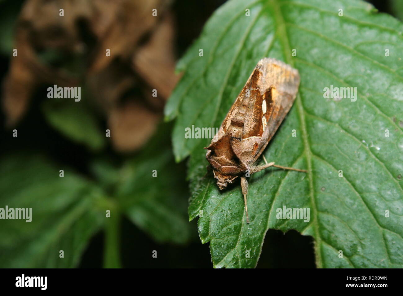 Fruit Piercing Moth 'Eudocima fullonia' Stock Photo