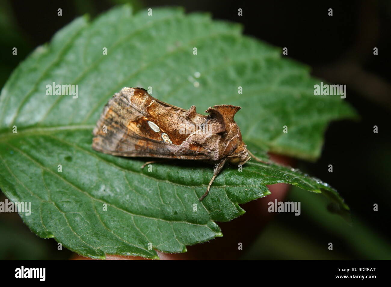 Fruit Piercing Moth 'Eudocima fullonia' Stock Photo