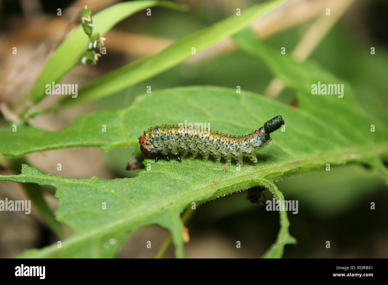Spotted Sawfly Larva Caterpillar Stock Photo Alamy