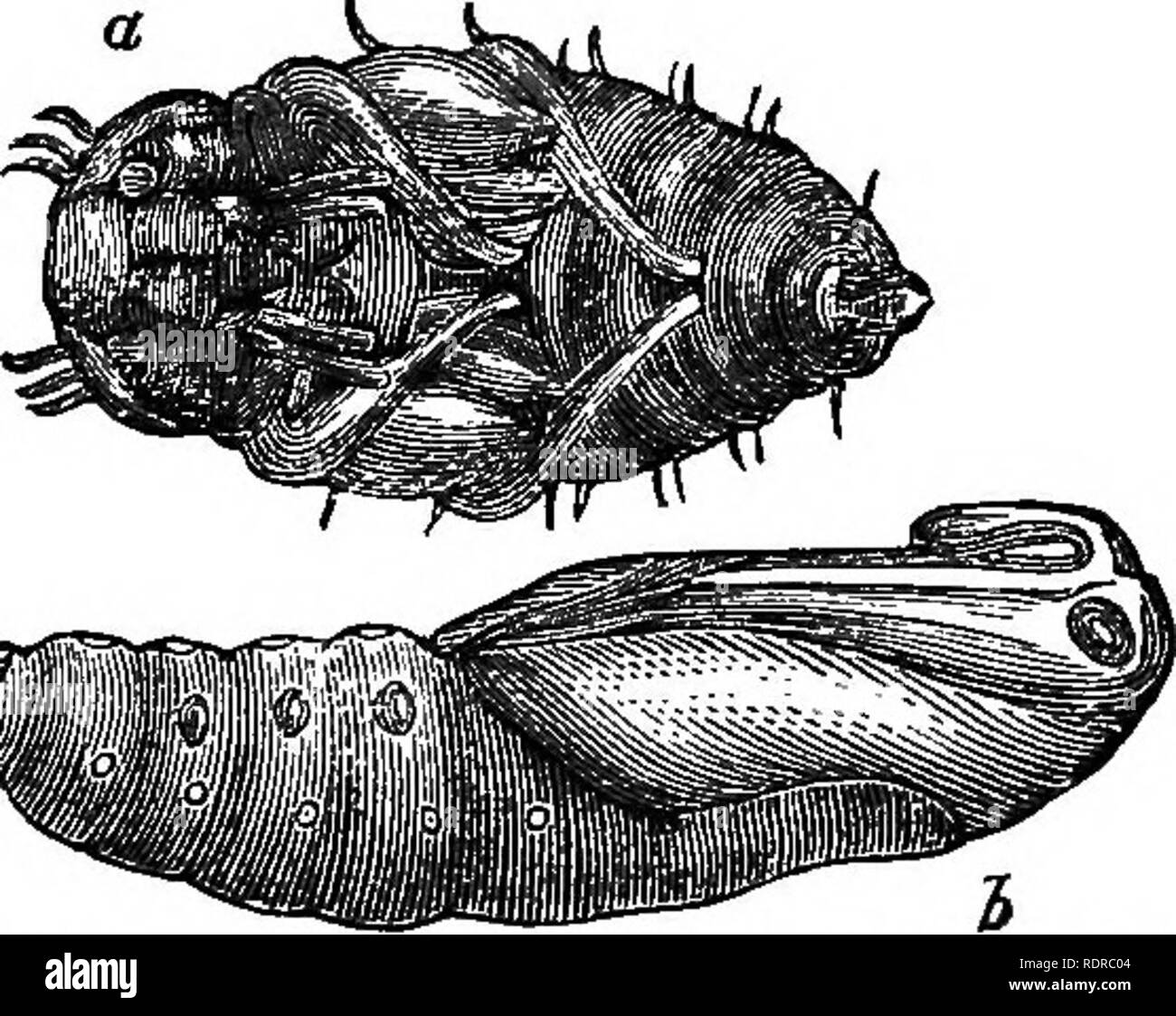 . Natural history. For the use of schools and families. Zoology. 236 NATUEAL HISTOBT. dinary forms and appearance of Pupae (plural of Pupa) are represented in Fig. 185.. Pig. 185.—«, Pupa of a Watei-beetle {Hydro^hilus); 6, Pupa of Sphinx Ligustri, / 404. The different larvae of Insects have the different names of maggot, grub, and caterpUlar, according to their form and appearance. The pupse of Butterflies and Moths vcere formerly called Chrysalids and Aurelias, be- cause the coverings of some of them have spots of a golden hue. The term Chrysalis is often used at the present day as synonymou Stock Photo
