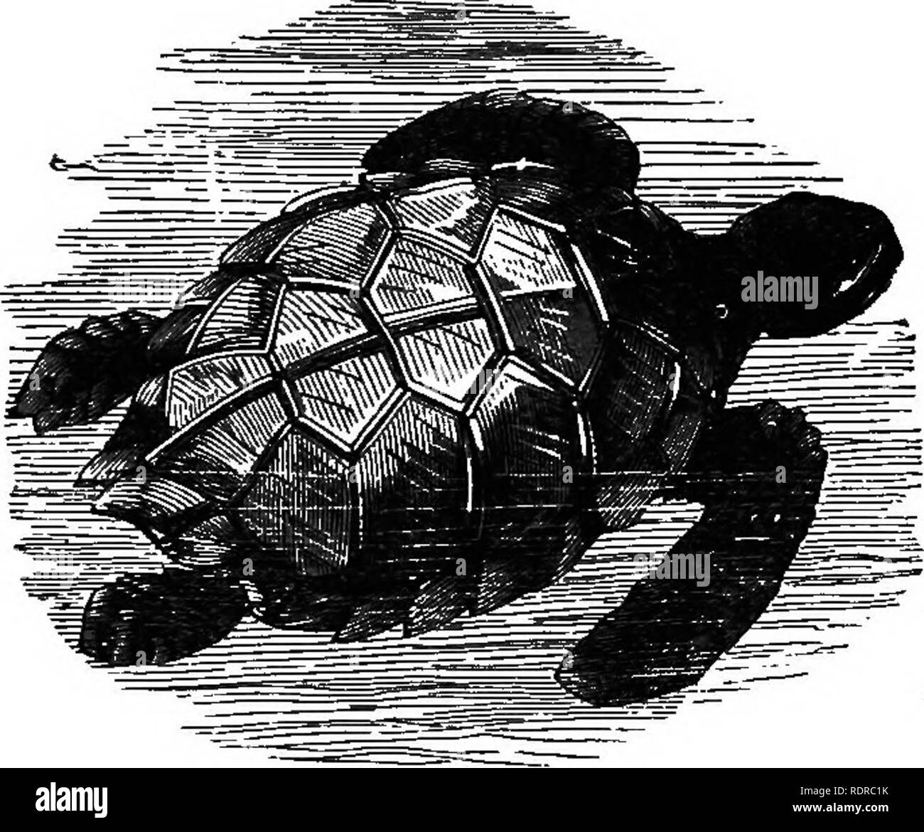 . Natural history. For the use of schools and families. Zoology. REPTILES. 193 Turtle, and with these tlie animal moves rapidly through the water, they being a pair of aquatic wings. On land,. Fig. 157.—Green Turtle. their walk is an awkward shuffle with these flippers. They are very convenient instruments, however, in scoop- ing out holes in the sand for their eggs. Nearly two hundred eggs are laid in one nest. When laid, they are covered up with the sand. The white of these eggs, which are highly prized, does not harden in boiling. The Green Turtle, the flesh of which is considered so great  Stock Photo