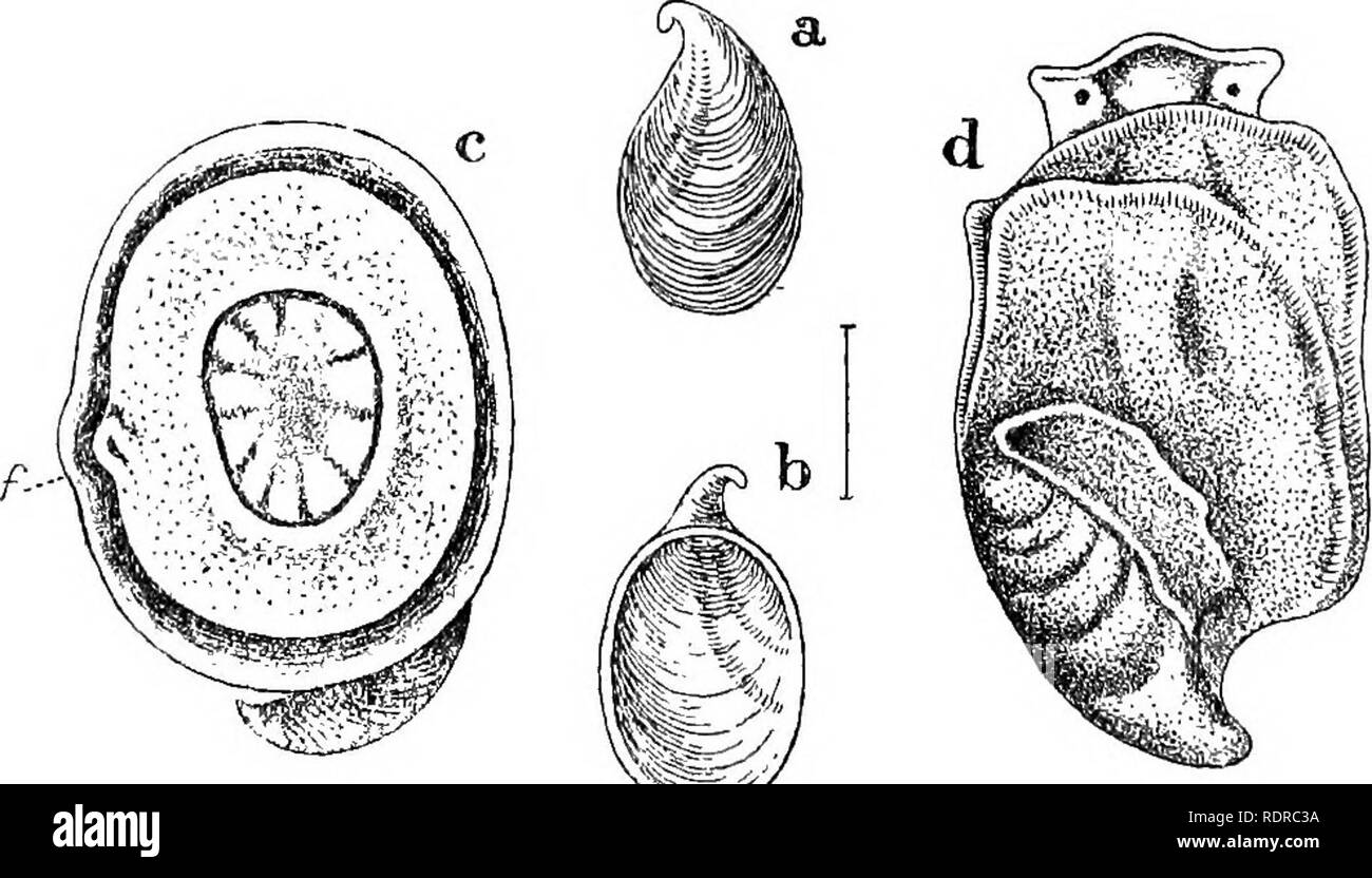 . Mollusca ... Mollusks. 466 STJCCISTBIDJE. &amp; Theobald, Oonch. Ind. 1874, pi. 81, figs. 5, 6; Tryon, Struct. Syst. Conch, iii, 1884, p. 98, pi. 103, fig. 4; Nevill, Hand List, i, 1878, p. 215; Tate in Woodward, Man. Moll. 1890, appendix, p. 43; doolie, Cambridge Nat. Hist, iii, 1895, p. 302, flg. 202 c. Valenciennesia iheobaldi, Fischer, Journ. Conchyl. -vii, 1858, p. 319. Original description:â&quot;Testa (supina) cornucopiam simiilante, tenui, concentrice rugosa, purpureo-fusca, dorso ad latus sinistrum compressiusculo, costa carinaeformi subspirali, sulco postico ad- jecto, ab apice usq Stock Photo