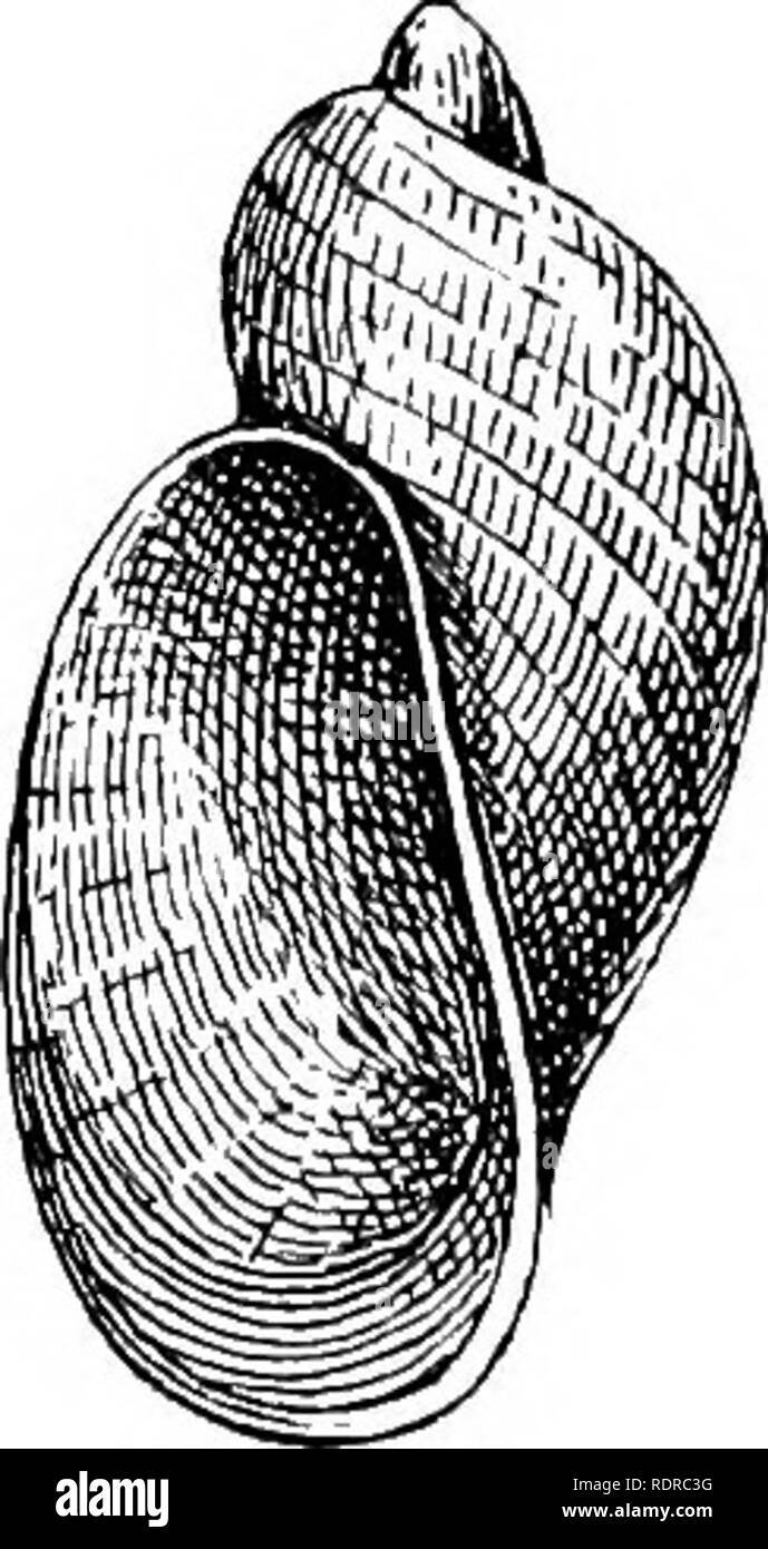 . Mollusca ... Mollusks. 464 SUCCINEIDiE. Original description;—&quot; Testaelongato-ovata, sinistrorsa, albido cornea; epidermide tenui induta; lineis elevatis, fuscis, asquidi- stantibus, spiralibiis ornata; interspatiis minute decussatis. Spira valde exserta. Apex acutiusculus. Anfractus 2^, approximati, attingentes; ultimus pone aperturam omDino solutus. Apertura subobliqua, ovalis, superne subcomplanata. Peristoma continuum, integrum, fusco-marginatum. &quot; Alt. 4-5 mm.; diam. 2-3 mm. Aperturse alt. 3-5, lat. 1-7 mm.&quot; (B. F. Blanford.) Hob. India: Nazirpur, Mymensing Prov., Dacca { Stock Photo