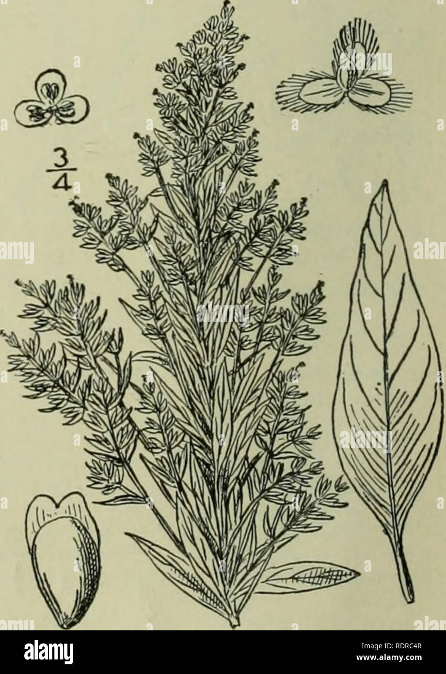 . An illustrated flora of the northern United States, Canada and the British possessions : from Newfoundland to the parallel of the southern boundary of Virginia and from the Atlantic Ocean westward to the 102nd meridian. Botany. embryo nearly annular in the mealy endosperm, its radicle pointing downward. [From the Greek for hoariness or mould.] Two known species, the following of western North America ; the other, of western Asia and Europe is^the generic type. I. Eurotia lanata (Pursh) ]Ioq. American Eurotia. White Sage. Fig. 1703. Diotis lanata Pursh, Fl. Am. Sept. 602. 1814. Eurotia lanal Stock Photo